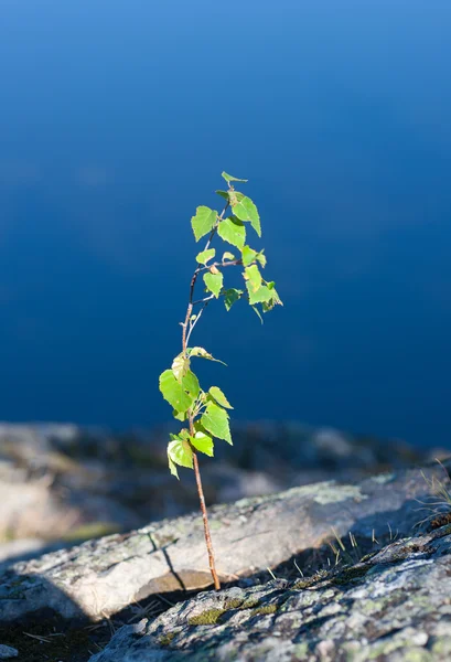 stock image Grows through rocks