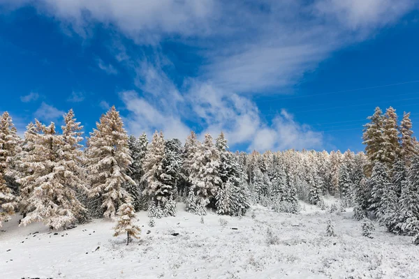 Ilk kar yağışı sonra iğne yapraklı ağaç — Stok fotoğraf
