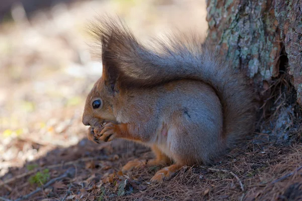 O esquilo debaixo de uma árvore — Fotografia de Stock