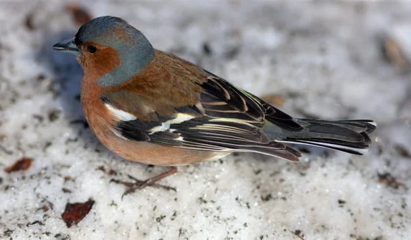 The chaffinch — Stock Photo, Image