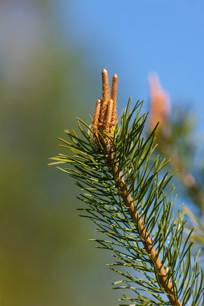 Pine grenar — Stockfoto