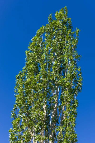 Top of green spring poplar — Stock Photo, Image