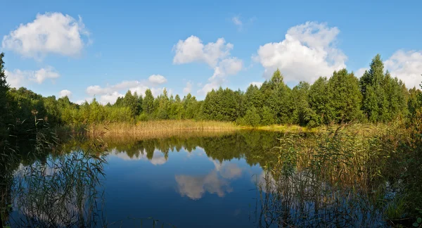 작은 나무 호수 — 스톡 사진