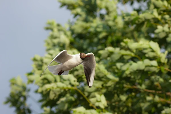 นกนางนวลกับใบไม้ — ภาพถ่ายสต็อก