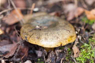 Lactarius necator