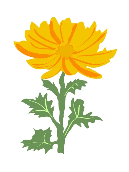 Chrysantheme — Stockvektor