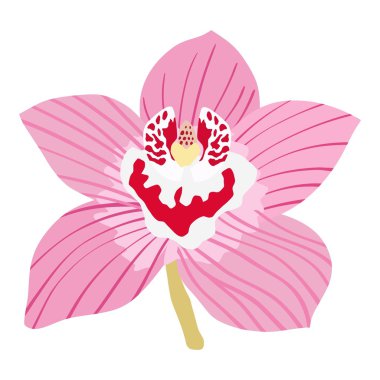 Orchid clipart