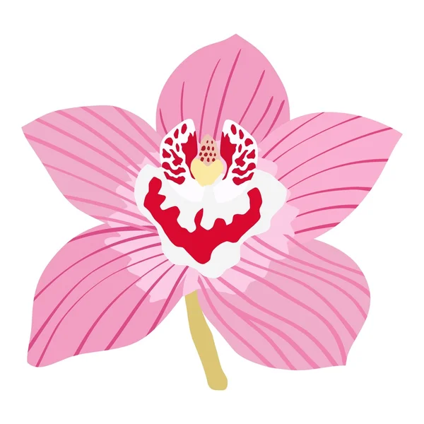 Orchidee — Stockvektor