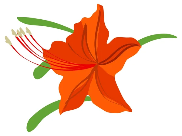 Rododendro — Vettoriale Stock