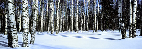 Winter snow birch forest,panoranic