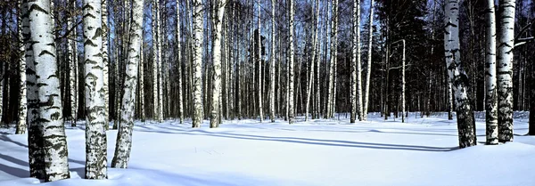 Neve invernale betulla foresta, panoramico Foto Stock Royalty Free