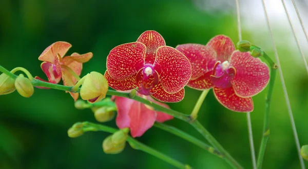 Red Moth Orchid flower