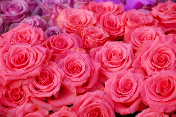 Decorate pink roses wallpaper — Stock Photo © afterday14.hotmail.com ...