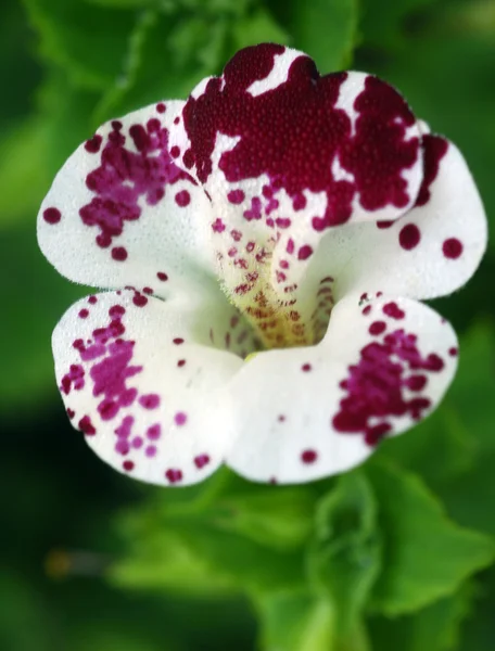 White brown Flower