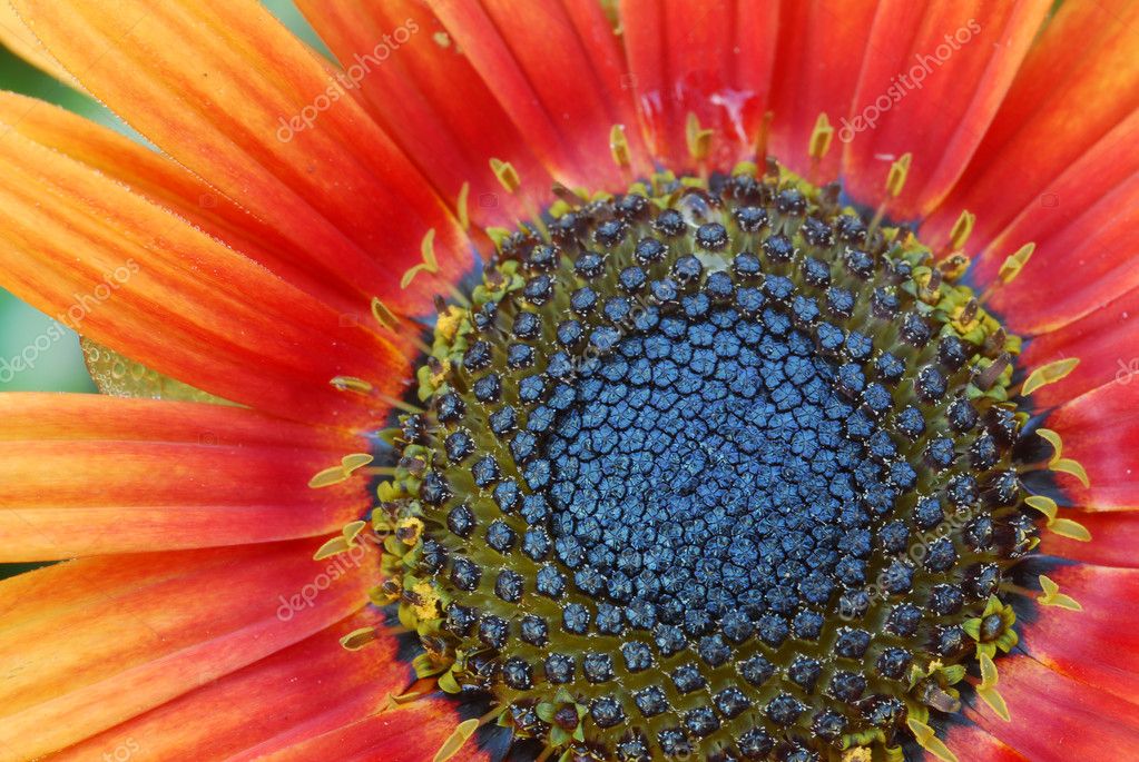 Orange yellow daisy flower macro — Stock Photo © Nikonite 6464433