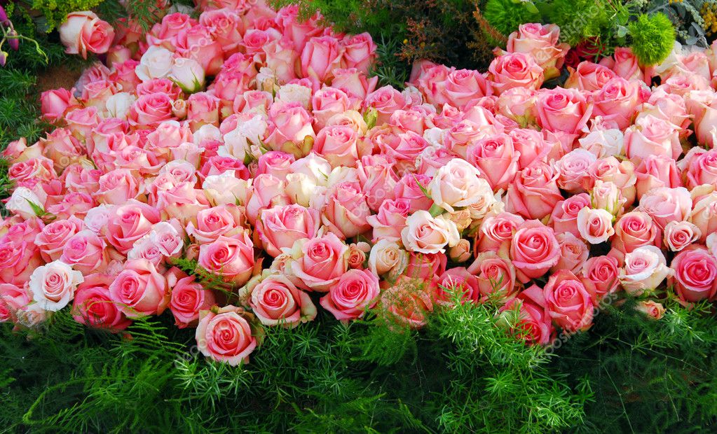 Cluster of roses | Pink rose flower cluster — Stock Photo © Nikonite ...