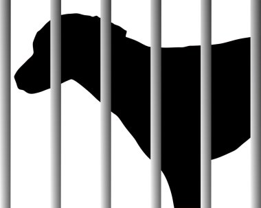 Hayvan barınağındaki köpek