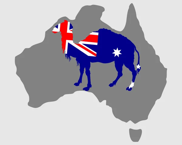 オーストラリアのラクダ — ストック写真