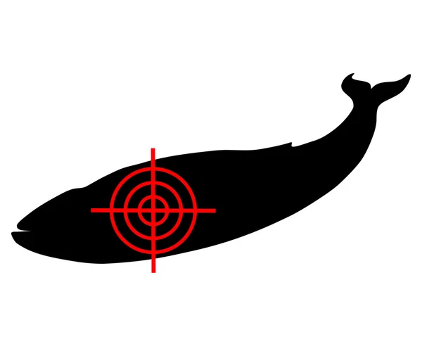 Прицел синего кита — стоковое фото