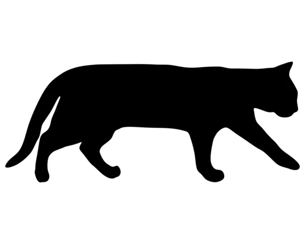 Cat running — Stock Photo, Image