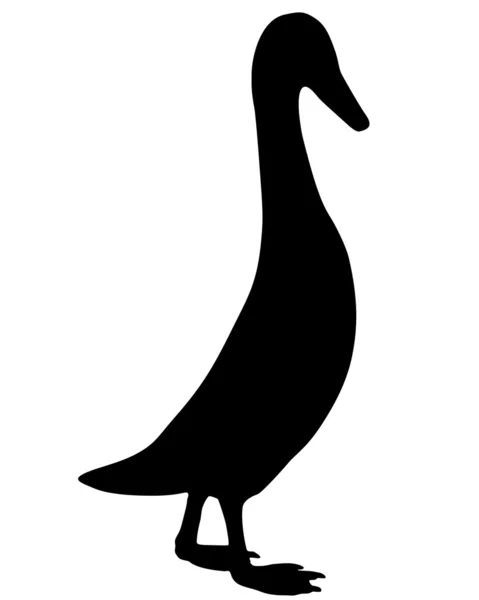Индийская утка — стоковое фото
