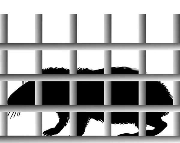 Cobaye en cage — Photo