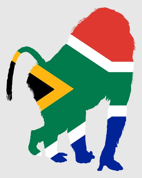 Babian Sydafrika — Stockfoto