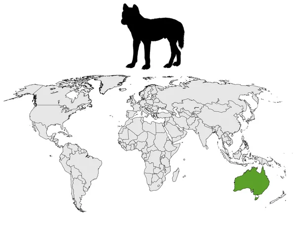 Rango de Dingo australiano —  Fotos de Stock