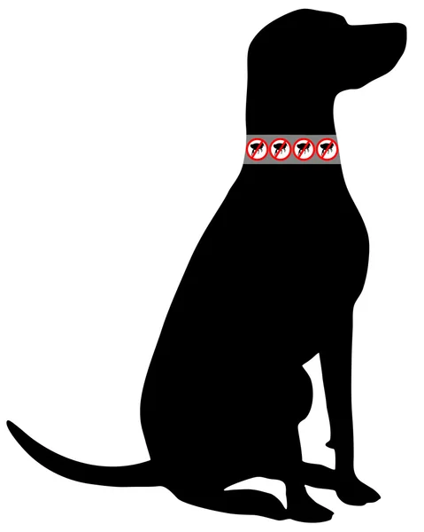 Dog with flea collar — Stock Photo, Image