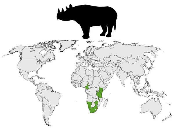 Rango rinoceronte —  Fotos de Stock