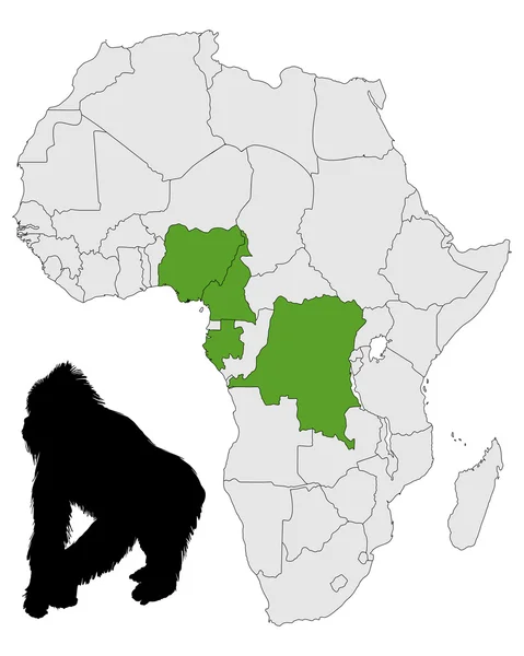 Αφρική γορίλλας φάσμα — Φωτογραφία Αρχείου