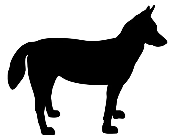 Αλάσκα σκύλος χάσκεϋ σιλουέτα — Φωτογραφία Αρχείου