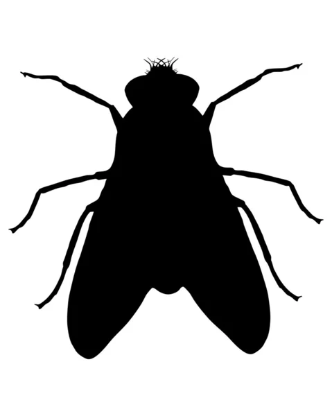 Silhouette della mosca — Foto Stock