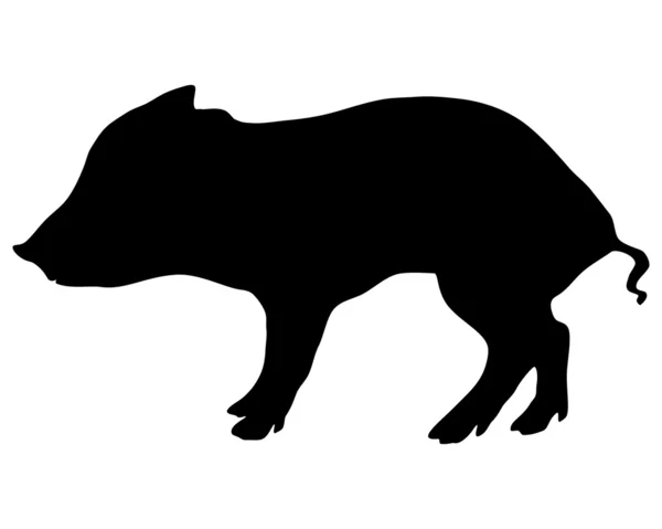 Junge Wildschweine — Stockfoto