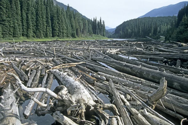 stock image Timber rafting