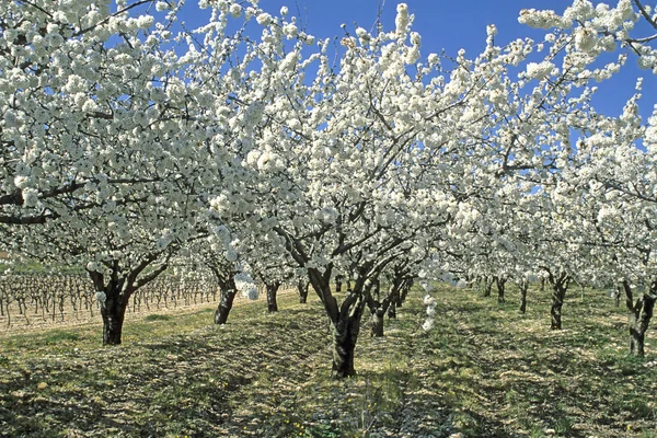 stock image Sweet Cherry flower