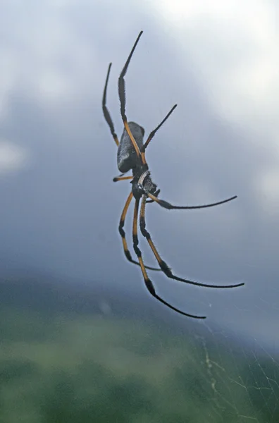 Aranha de seda em La Reunion — Fotografia de Stock