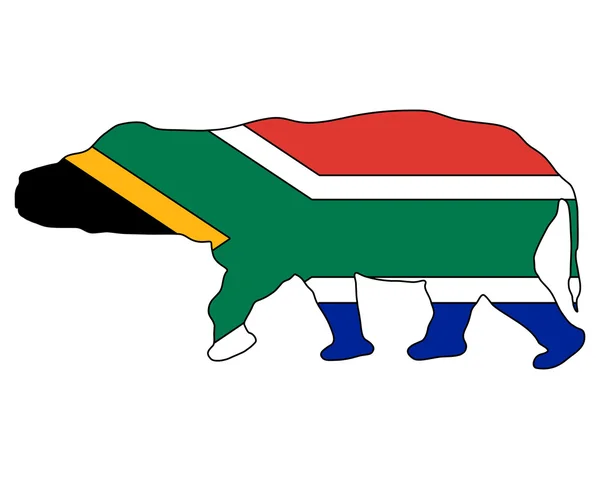 Бегемот Південно-Африканська Республіка — стокове фото