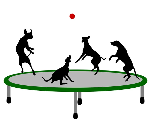 Pies trampolina — Zdjęcie stockowe