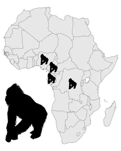 アフリカのゴリラの範囲 — ストック写真
