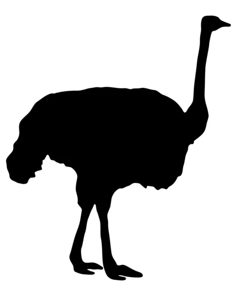 Силуэт страуса — стоковое фото