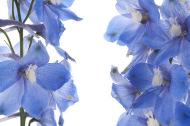 Delphinium clipart