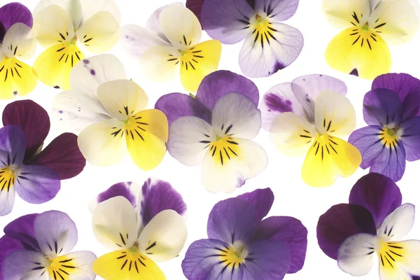 三色紫罗兰背景 — 图库照片