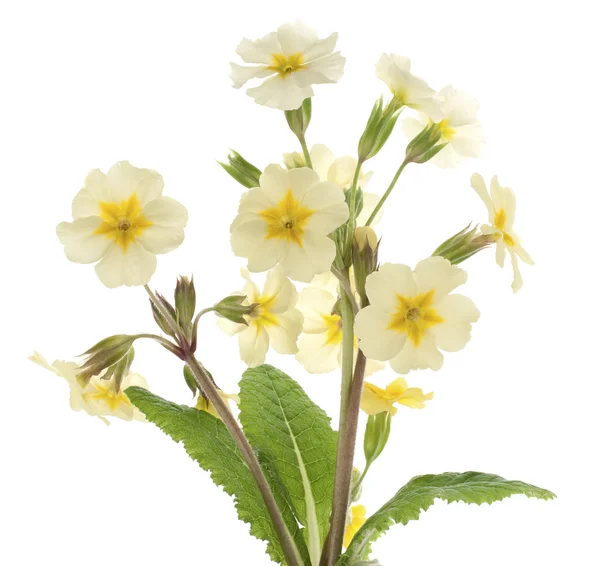 stock image Primrose