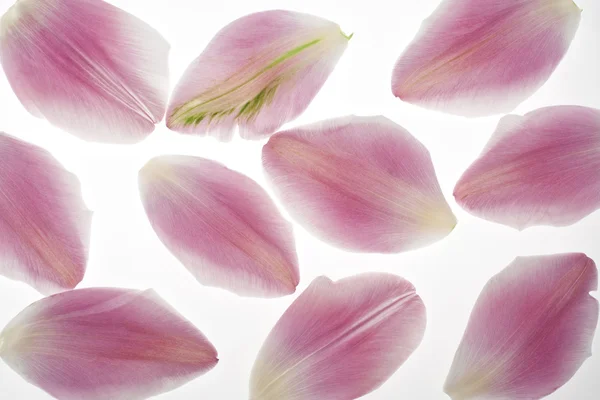 Pétalas de tulipa — Fotografia de Stock
