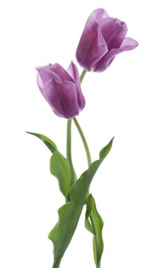 Tulip flower clipart