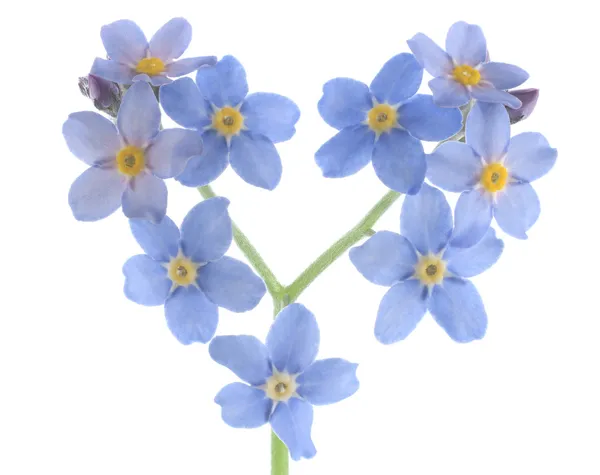 stock image Forget me not