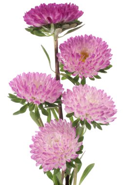 China aster clipart