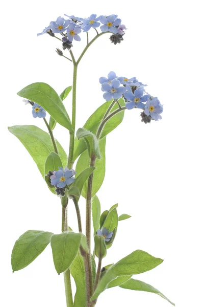 stock image Forget me not