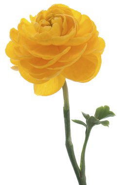 Persian buttercup clipart